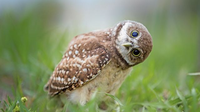 Discover 8 Types of Owls in California (2)