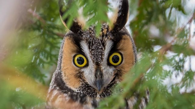 Discover 8 Types of Owls in California 