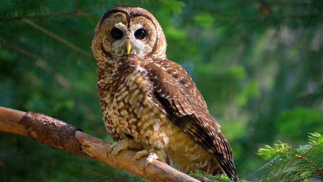 Discover 8 Types of Owls in California 