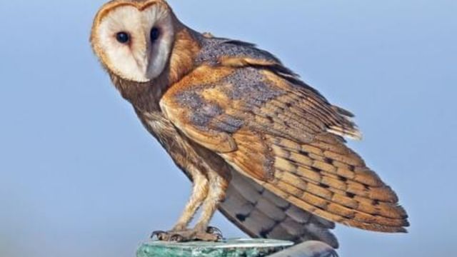 Discover 8 Types of Owls in California