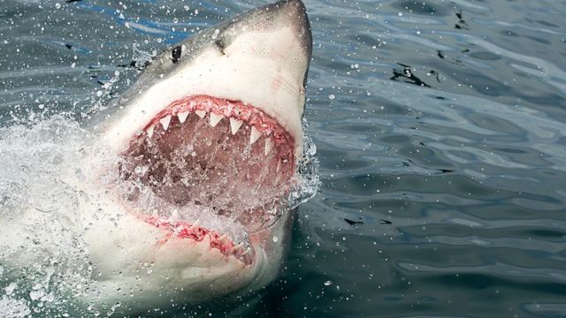 Great White Sharks Spotted Along Florida Coast, OCEARCH Says